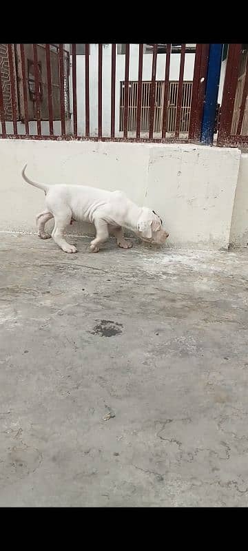 export quality Pakistani old bully  Dog male puppy 18