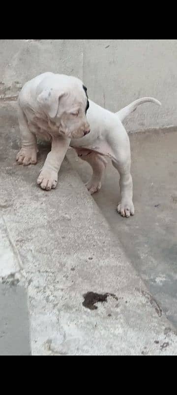 export quality Pakistani old bully  Dog male puppy 19