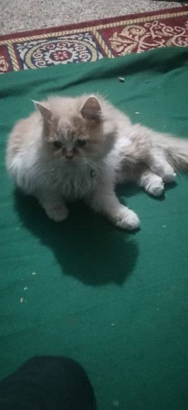 male persian cat for sale punch face 0