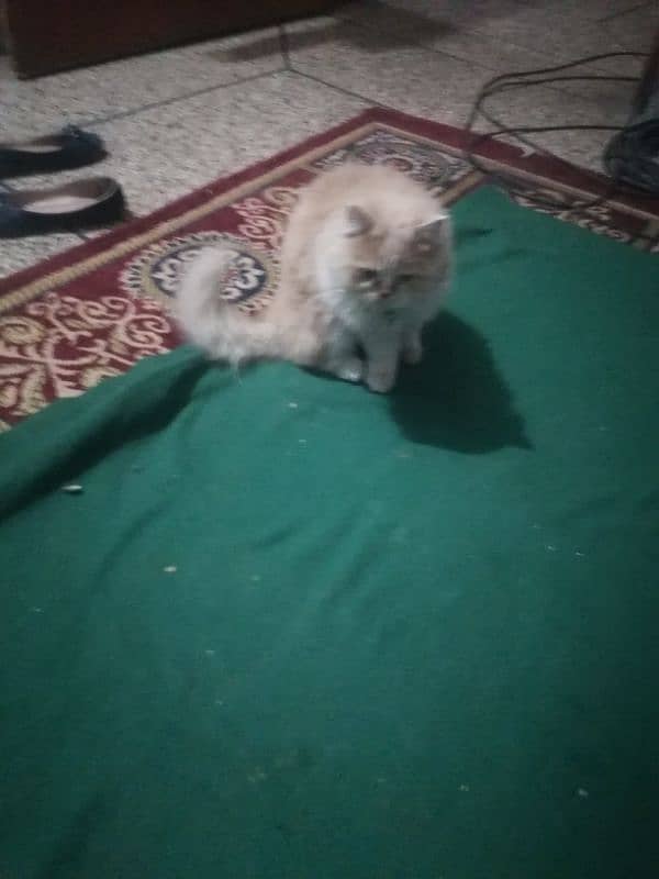 male persian cat for sale punch face 1