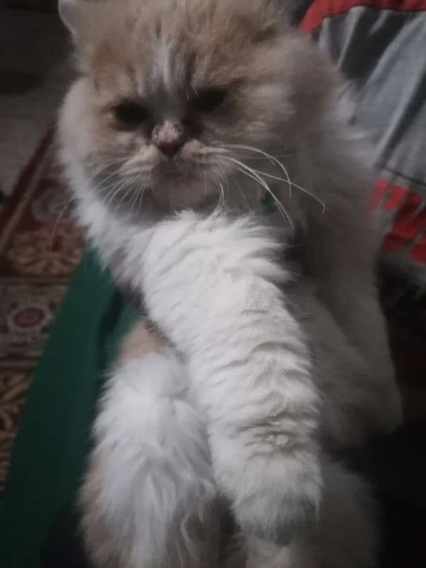 male persian cat for sale punch face 2