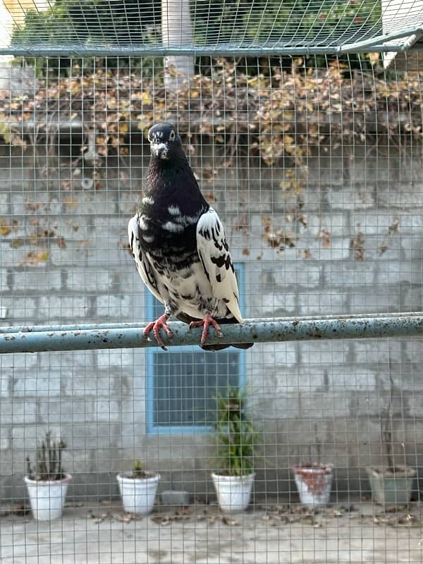 rampuri pigeon Kabooter 2