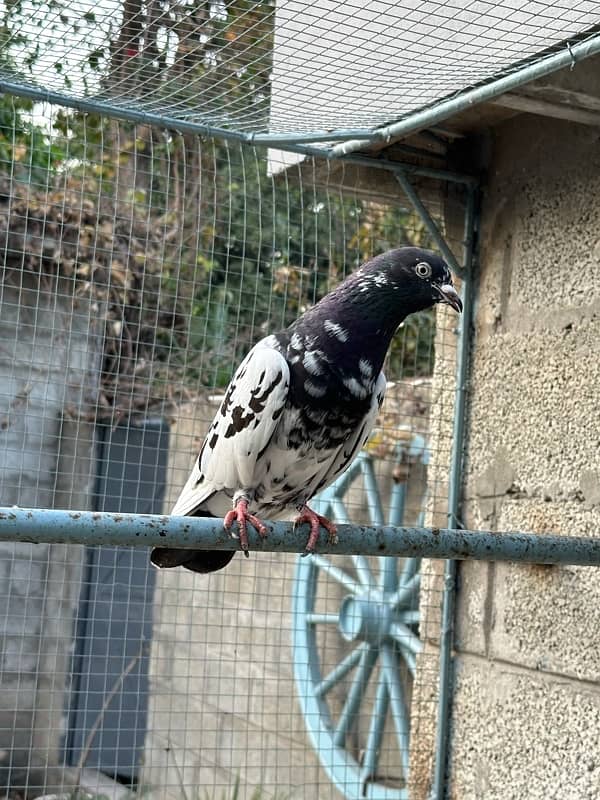 rampuri pigeon Kabooter 4