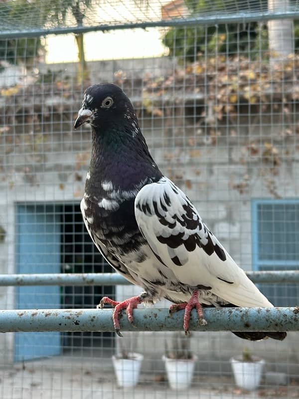 rampuri pigeon Kabooter 5