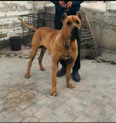 bully and cane corso contact number 03173952985