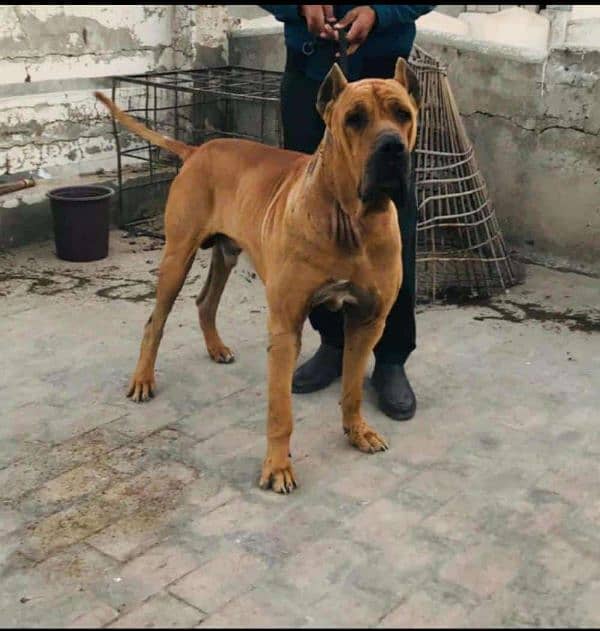 bully and cane corso contact number 03173952985 0