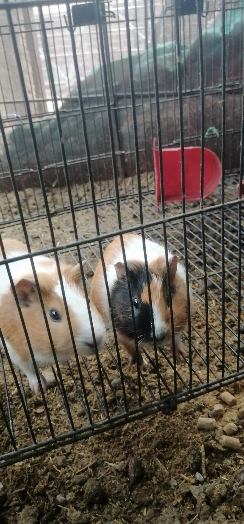 guniea pig breeder pair 1