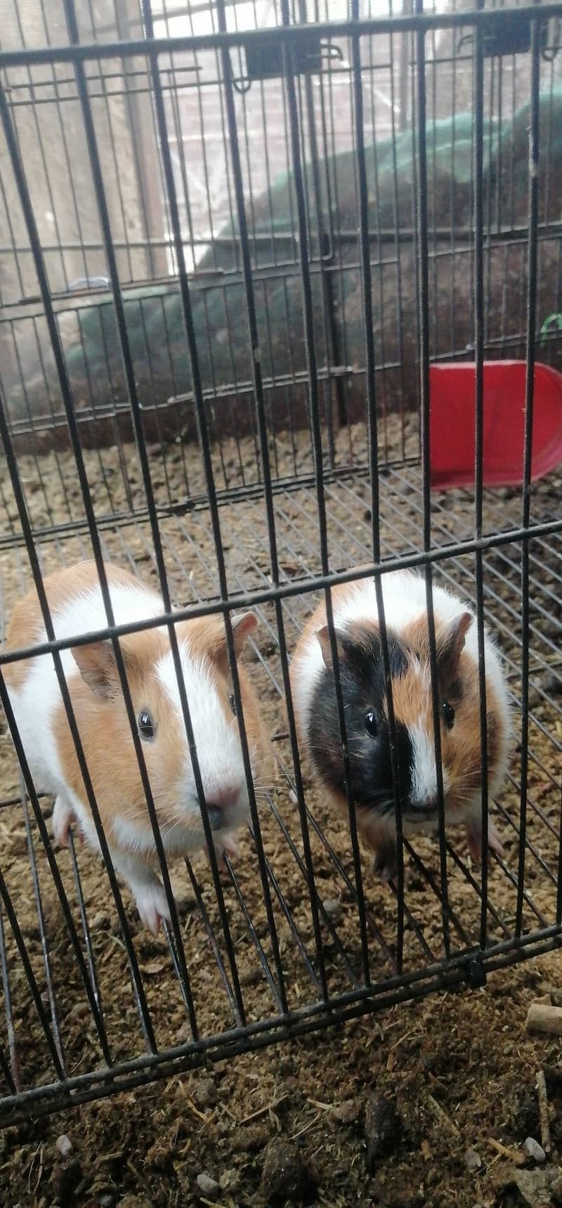 guniea pig breeder pair 2