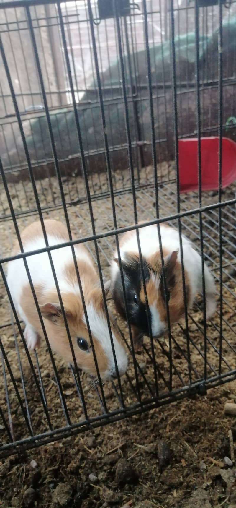 guniea pig breeder pair 3