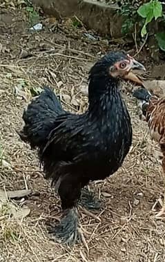 Black Bantam young hen