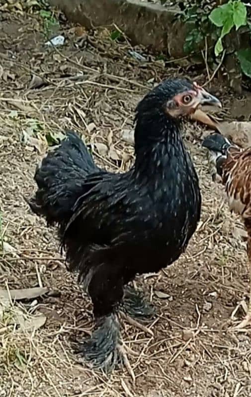 Black Bantam young hen 0