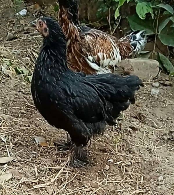 Black Bantam young hen 1