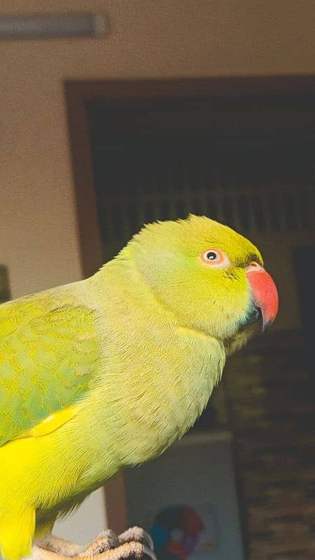 talking parrot 1