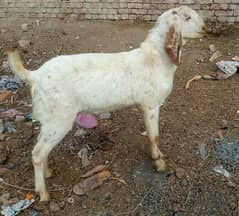 male goat for sale