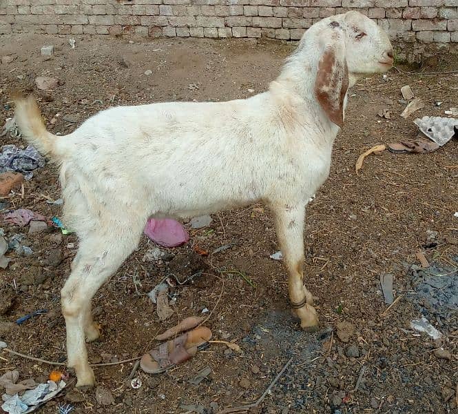 male goat for sale 0