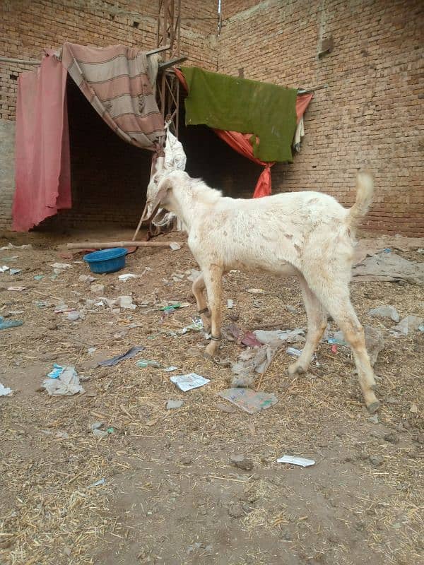 male goat for sale 1