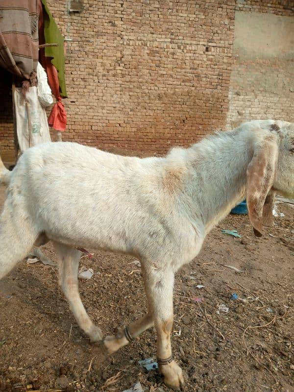 male goat for sale 2