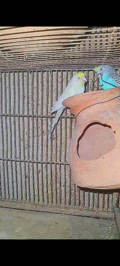 crested budgies male red eyes female