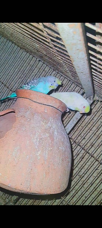 crested budgies male red eyes female 6