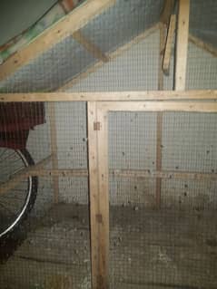 urgent sale cage parrots