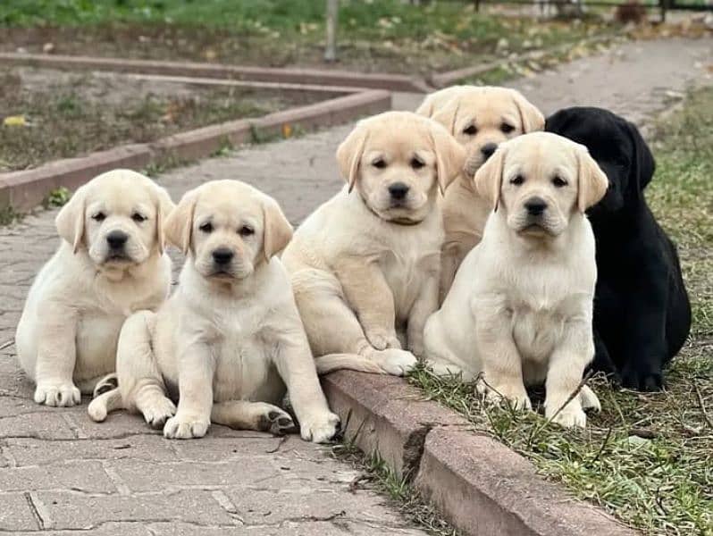 Labrador retriever puppies available looking for a new home 0