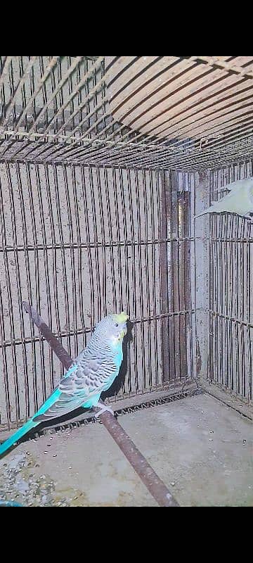 crested budgies male red eyes female 3