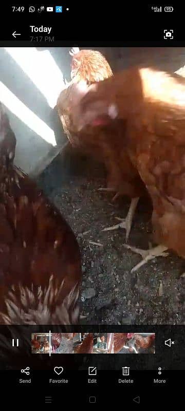 luhmen brown egg lying hens for sale 0