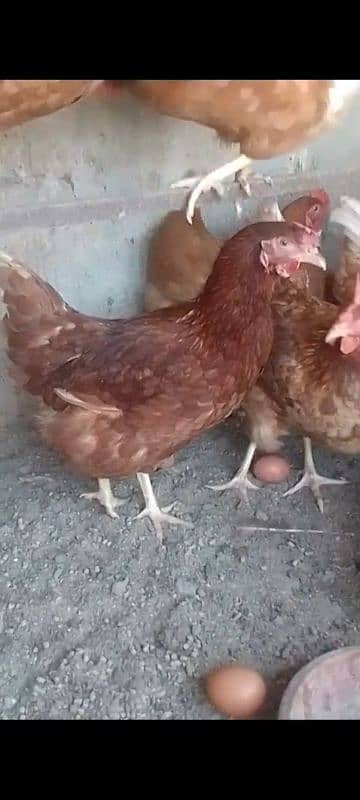 luhmen brown egg lying hens for sale 1