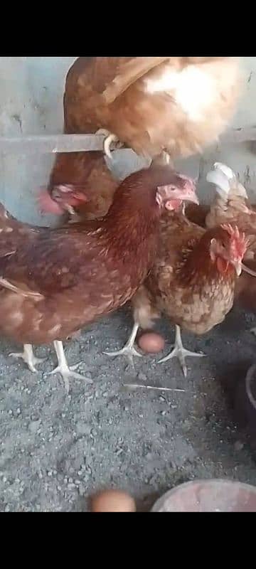 luhmen brown egg lying hens for sale 2