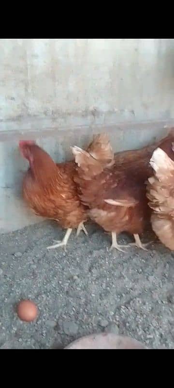 luhmen brown egg lying hens for sale 3