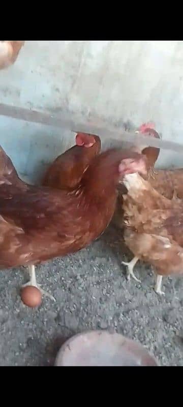 luhmen brown egg lying hens for sale 4