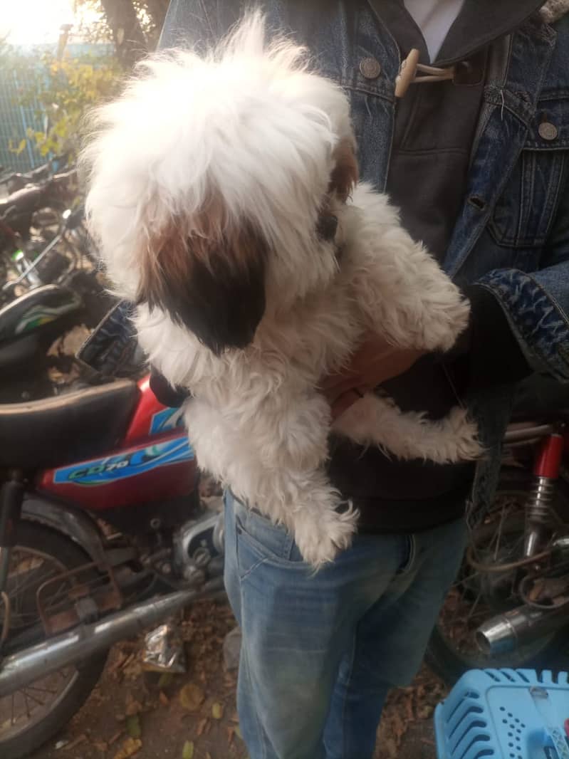 Cute white and brown colour puppy 0