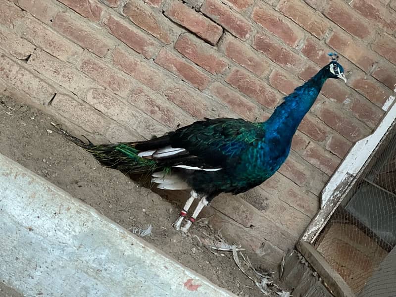 peacock 0