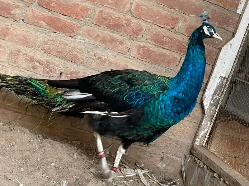 peacock 1