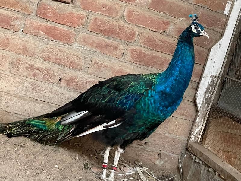 peacock 2