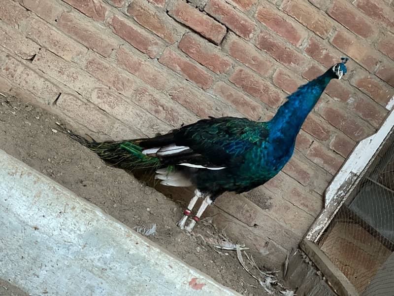 peacock 3