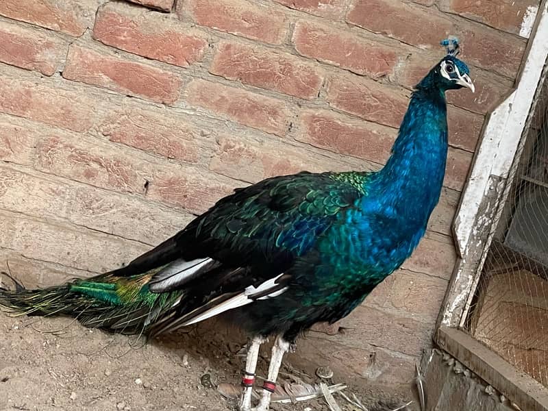 peacock 9