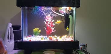 smal size  aquarium with accessories