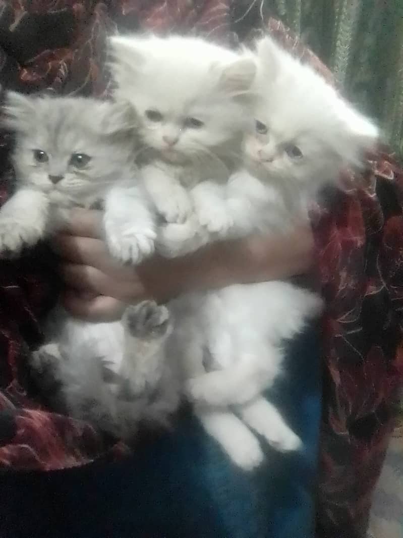 Persian Kittens Blue Eyes 2 Months Age 1