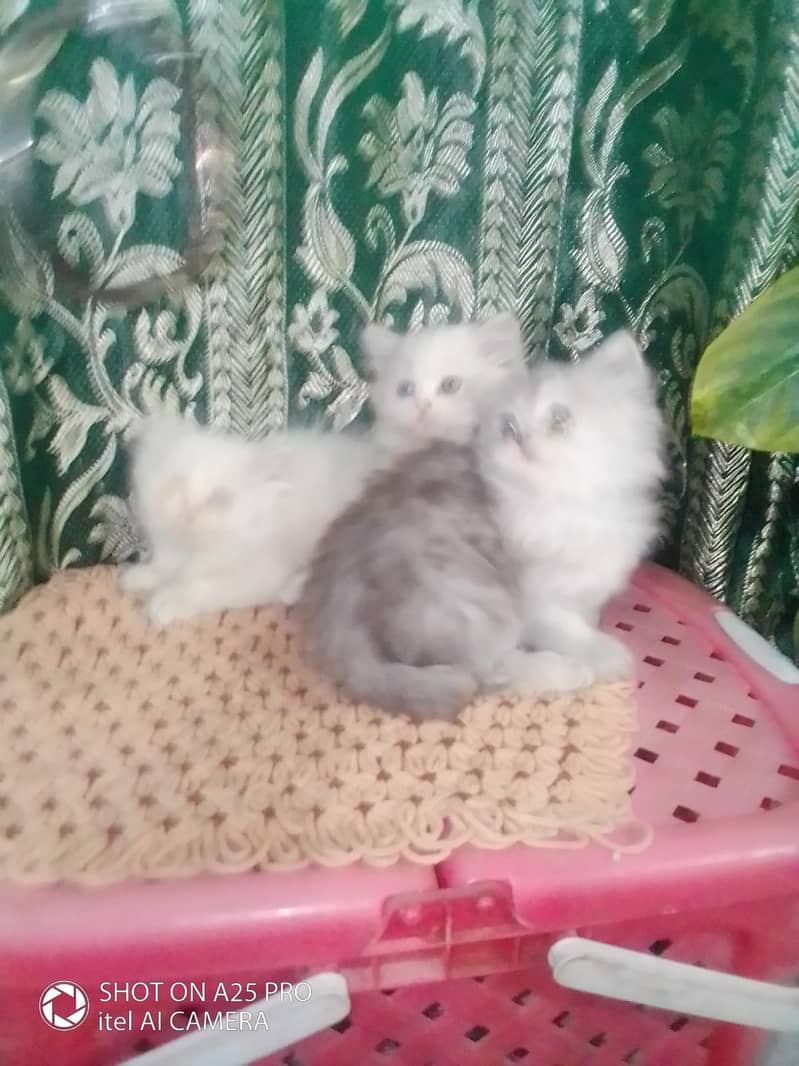 Persian Kittens Blue Eyes 2 Months Age 2