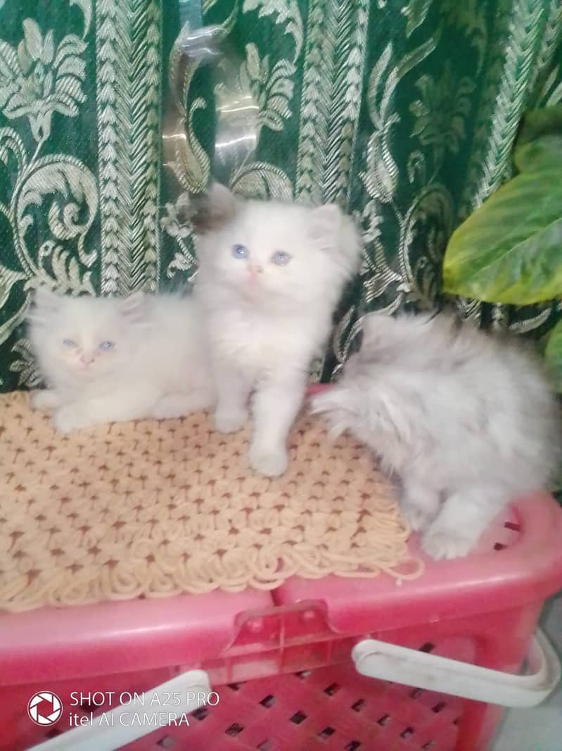 Persian Kittens Blue Eyes 2 Months Age 3