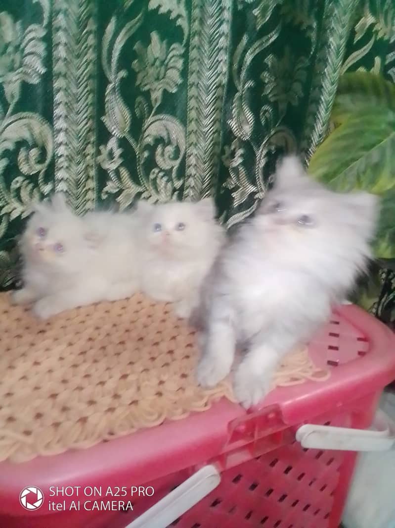 Persian Kittens Blue Eyes 2 Months Age 4