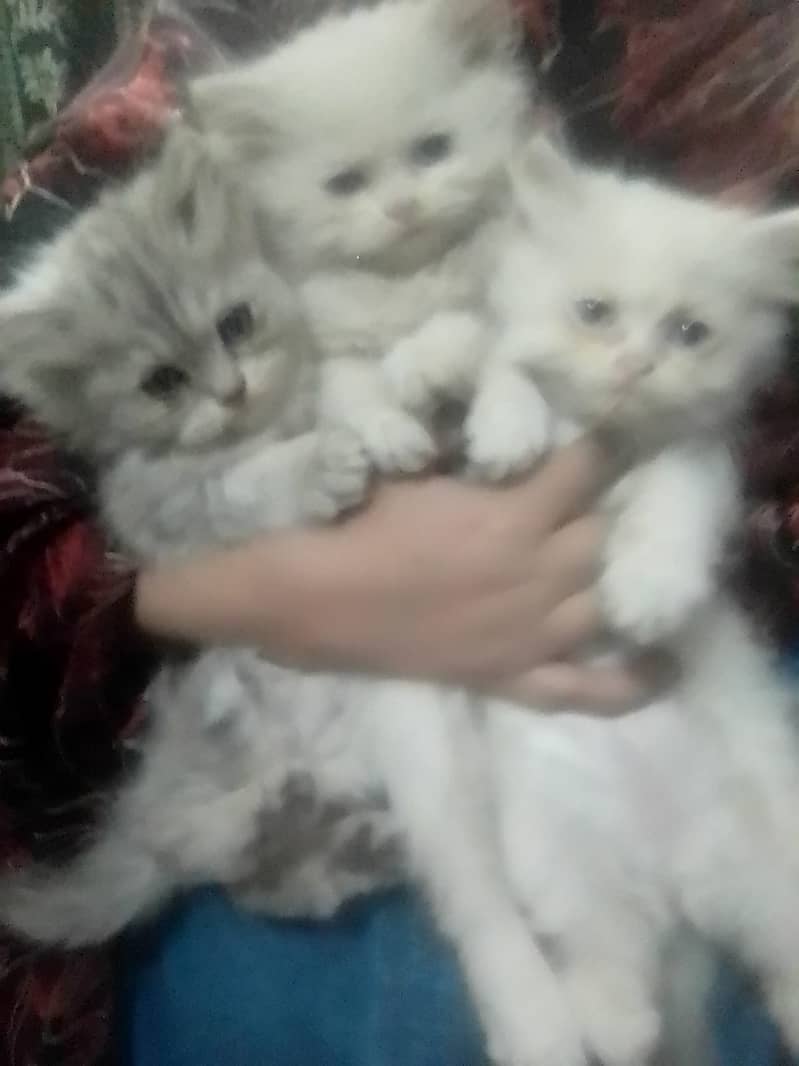 Persian Kittens Blue Eyes 2 Months Age 6