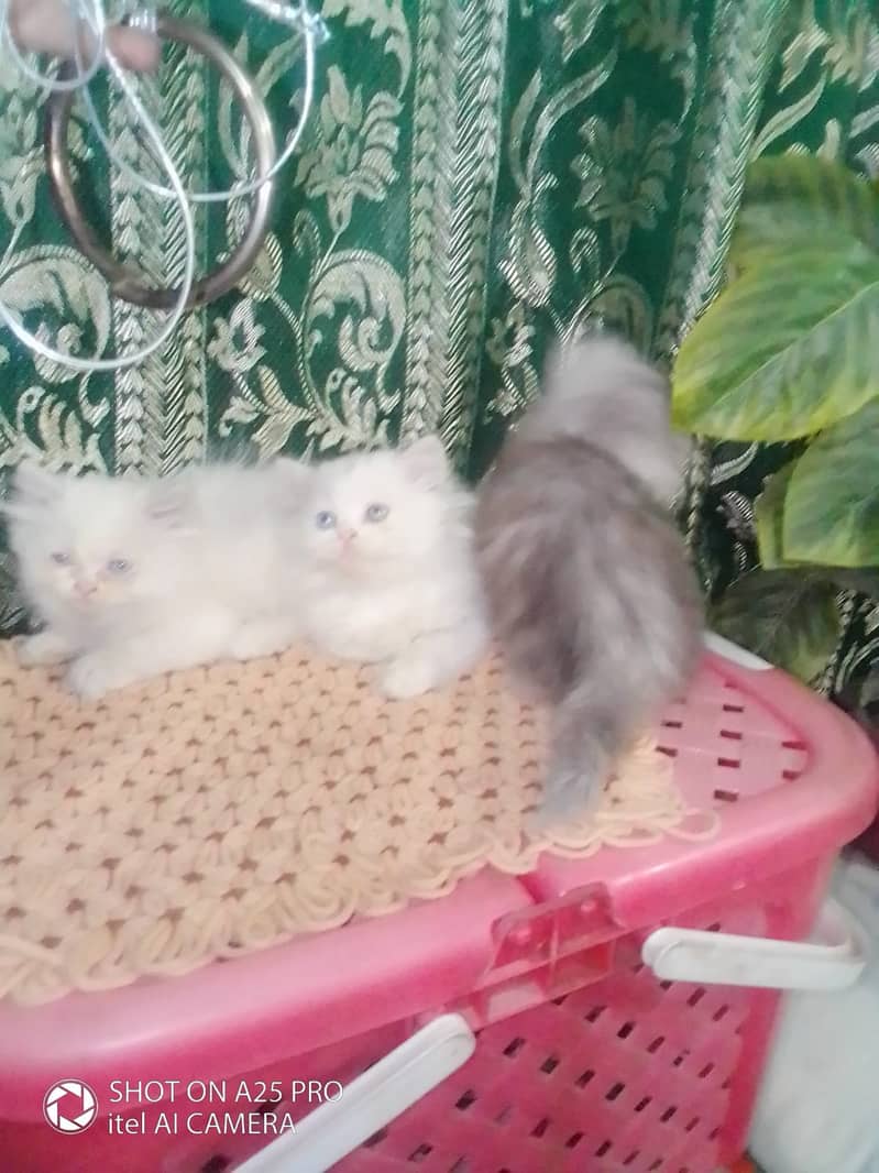 Persian Kittens Blue Eyes 2 Months Age 7