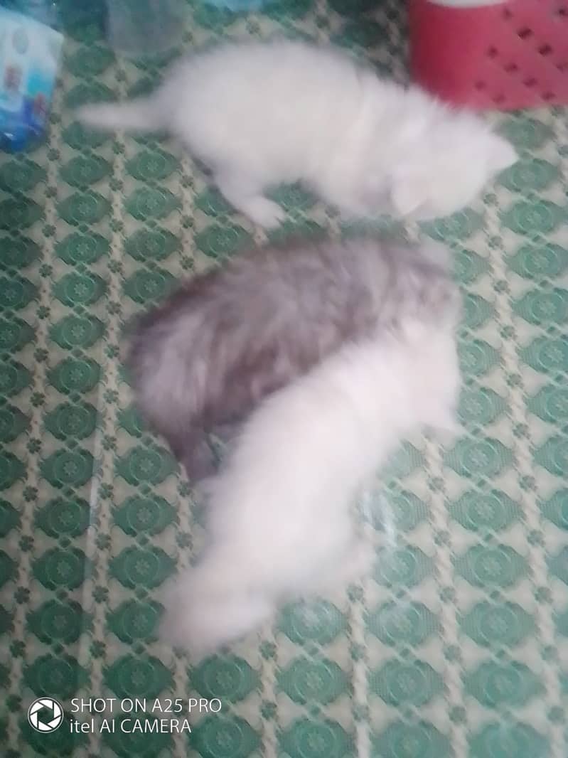 Persian Kittens Blue Eyes 2 Months Age 8