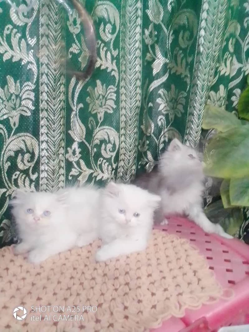 Persian Kittens Blue Eyes 2 Months Age 9