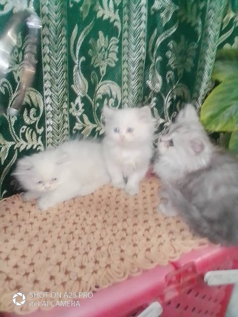 Persian Kittens Blue Eyes 2 Months Age 10