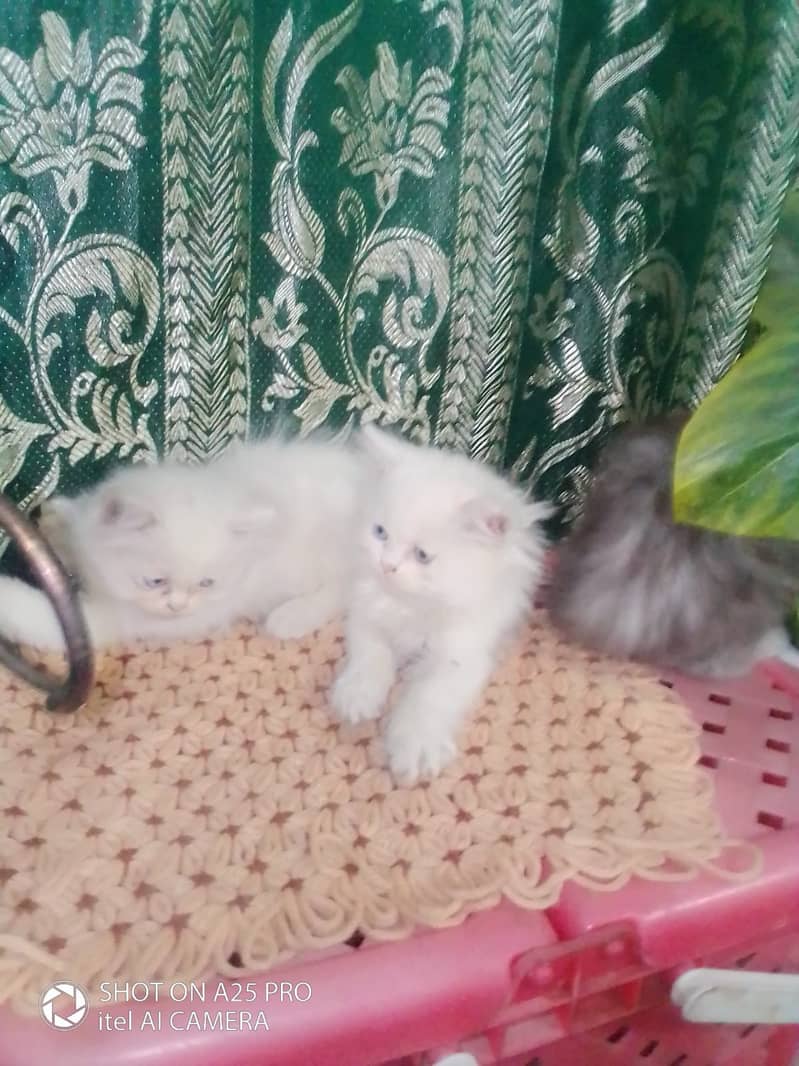 Persian Kittens Blue Eyes 2 Months Age 12