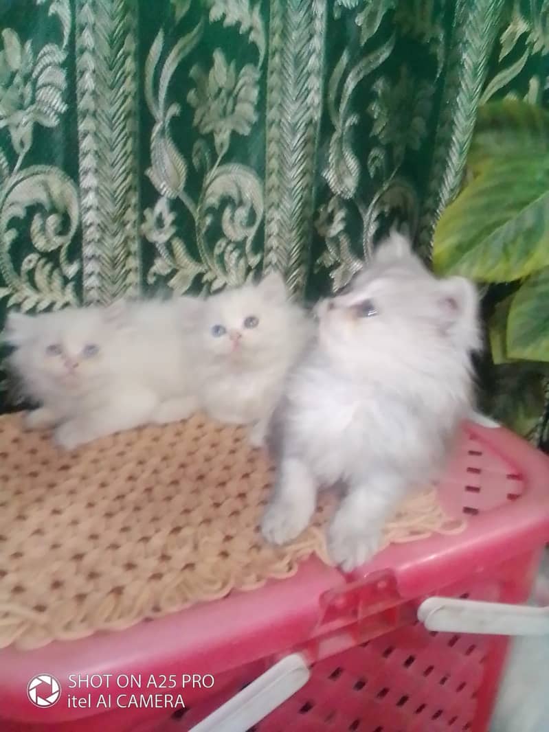 Persian Kittens Blue Eyes 2 Months Age 13