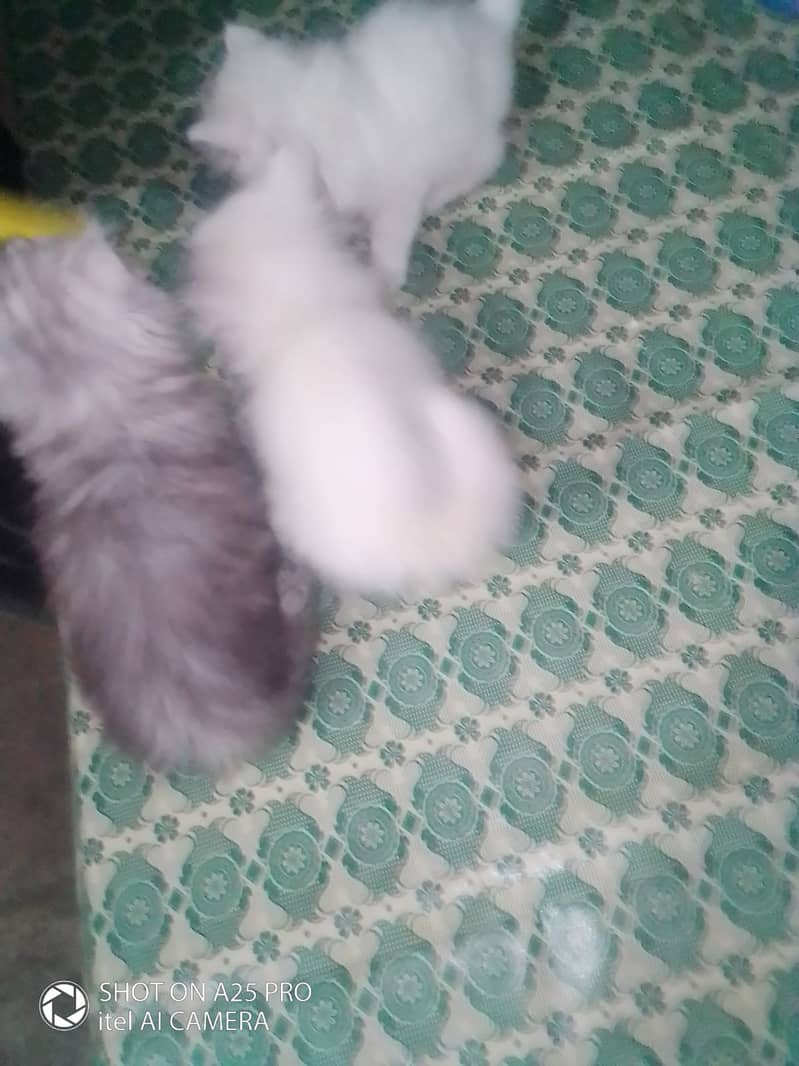 Persian Kittens Blue Eyes 2 Months Age 14